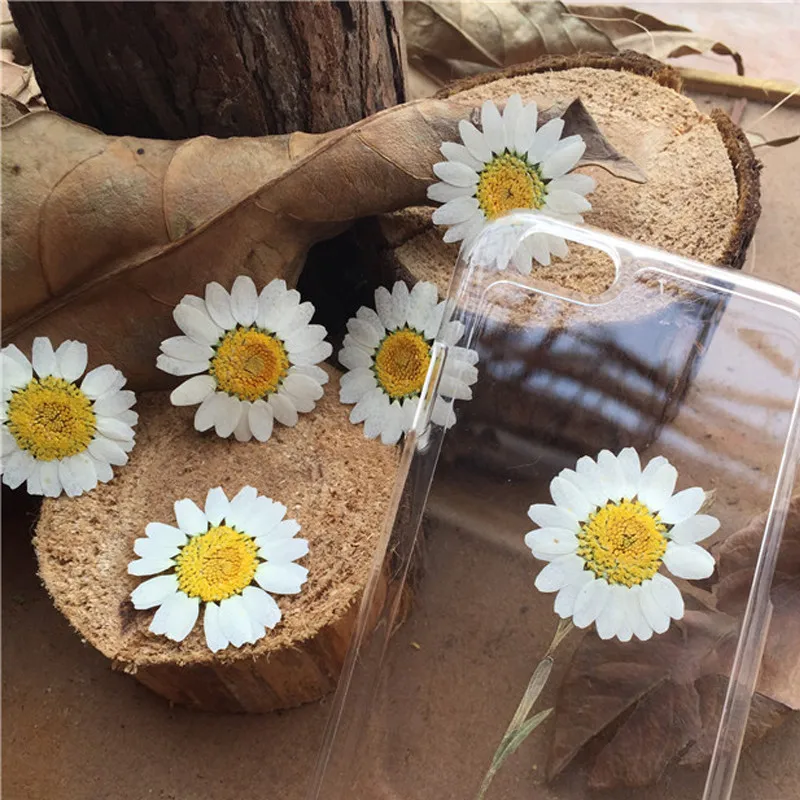 Сушеные цветы образцы белая хризантема для DIY ручной работы Детские Обучающие растения сырье 1 лот/120 шт