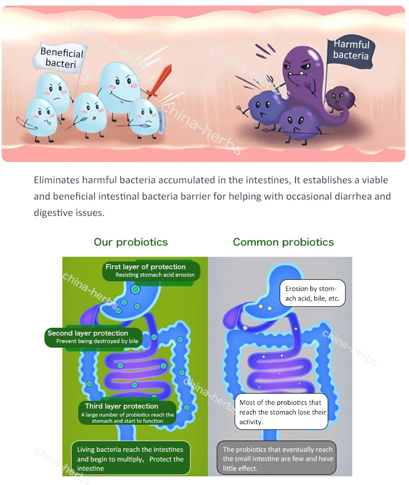 20 шт./кор. баланс желудочно-кишечного Поддержка пробиотиков помощь желудочно-кишечного тракта дисфункции диареи вздутие желудка