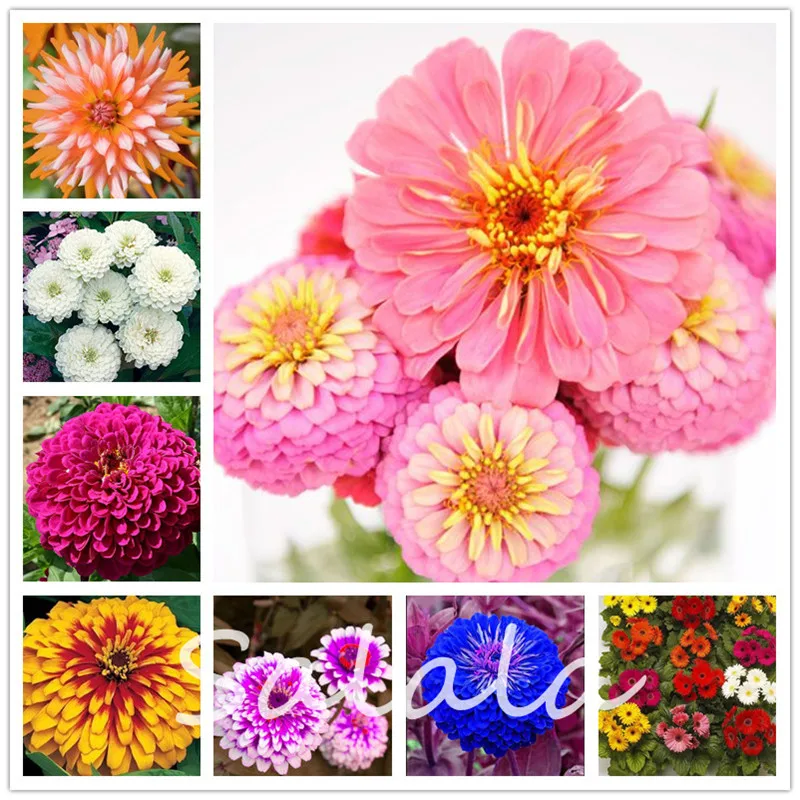 

Hot Sale! 100 Pcs Superior Zinnia bonsai, Rare Fower plantas for Garden Home & Garden Flores indoor flowering Decoration Plants