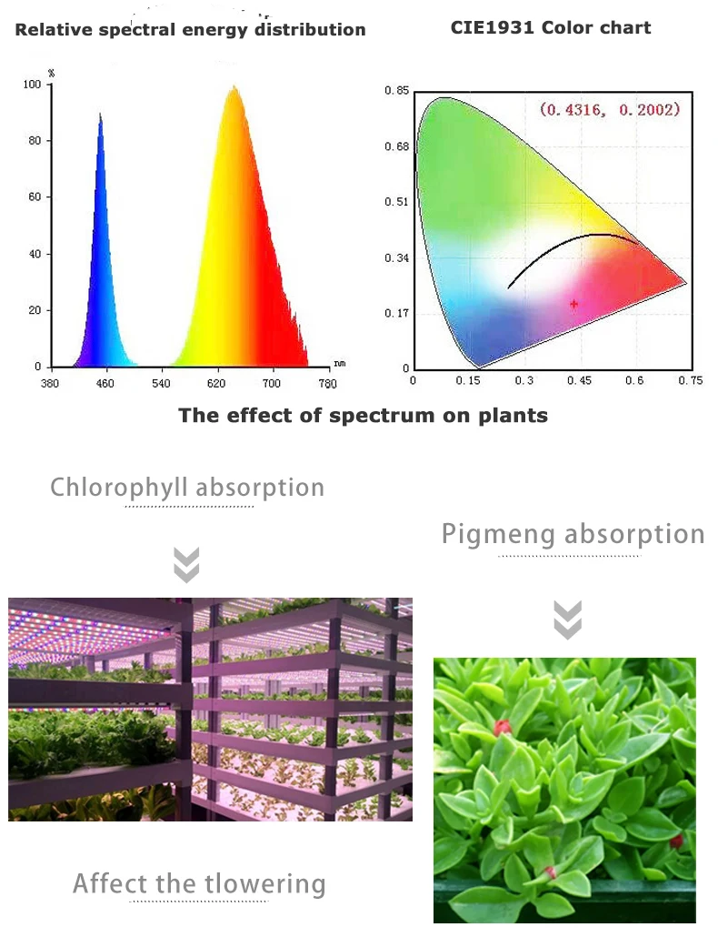 Borbede Led Grow Light 50W Full Spectrum Full Spectrum for Vegetable Flower Indoor Plants Grow Light фитолампа