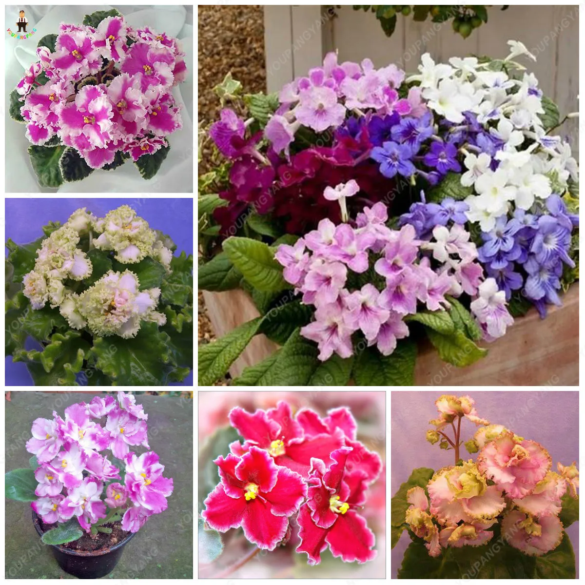 

100PCS Potted plantas Violet Bonsai Garden Plants (Red Blue Purple ) Violet Flowers Perennial Herb Matthiola Incana