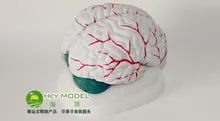 

Vascularity brain anatomical model neurology brain model brain cerebral artery