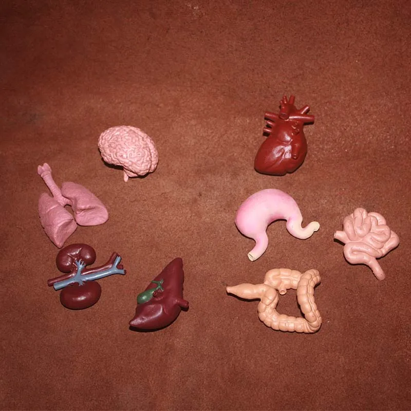 

solid pvc figure Genuine simulation model toy Human viscera model set