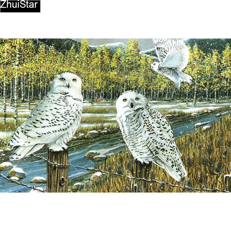 51688-snowy-owl-gathering 