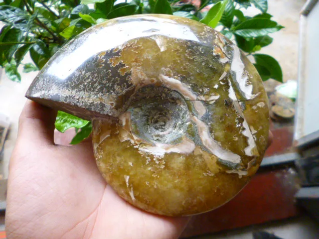 Special Offers 706g(1.55 lb) Natural Ammonite Specimen Shell Fossil Madagascar BFF098