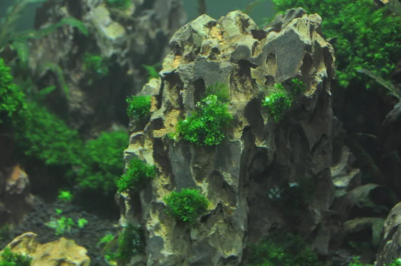 Коралловые Лаки sps базовые водные растения мох фиксируется на камень клей аквариум декларации обслуживание