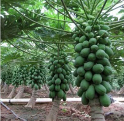 

20 pcs / bag,Papaya , potted , flower , variety complete, the budding rate 95%, (Mixed colors)