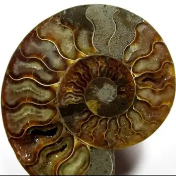

170 GRAMS LARGE SIZE- AMMONITE FOSSIL - CRYSTALLIZED CHAMBERS INSIDE
