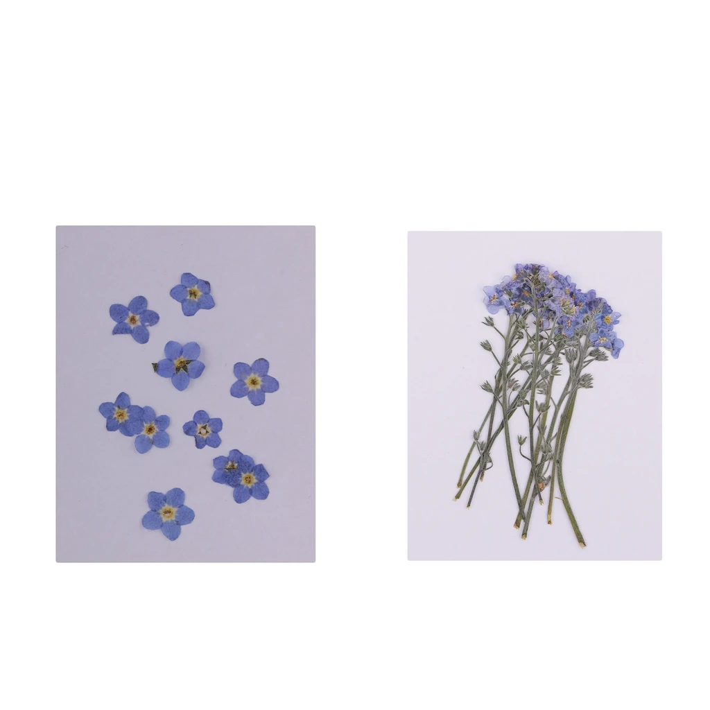 20x Forget-me-not Natural Dried Flower Pressed Dried Flowers DIY Phone Case Scrapbooking Art Craft