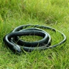 1 PC Realistic Soft Rubber Toy Snake Safari Garden Props Joke Prank Gift About 130cm Novelty And Gag Playing Jokes Toys ► Photo 2/6