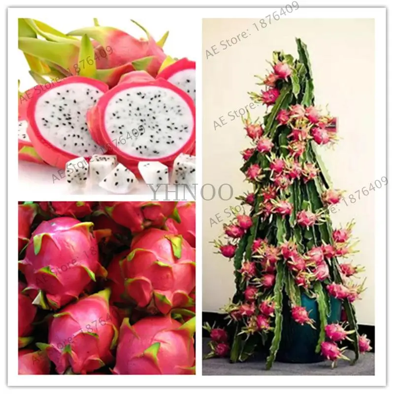 

500 pcs/bag Pitaya Bonsai Dragon Pitaya Fruit Garden Potted Tree Fruit Tree Plant Delicious Juicy Tropical Fruit Food Pot DIY