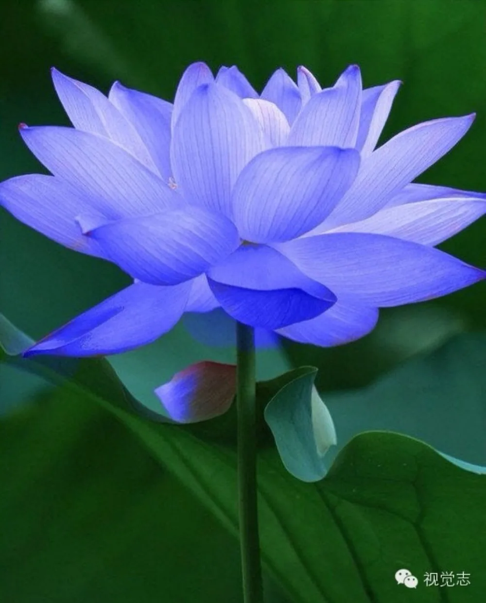 10 Mini Blue Lotus Seeds Water Lily Pad Nymphaea Nelumbo Nucifera 60kind choose