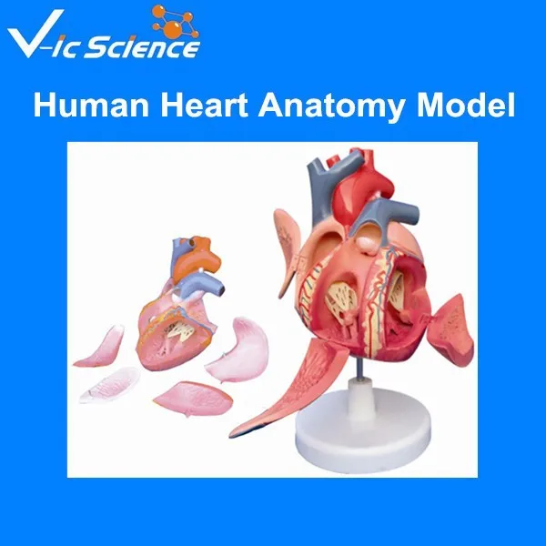 Высокое количество Анатомия сердца человека сердечная проводящая система модель