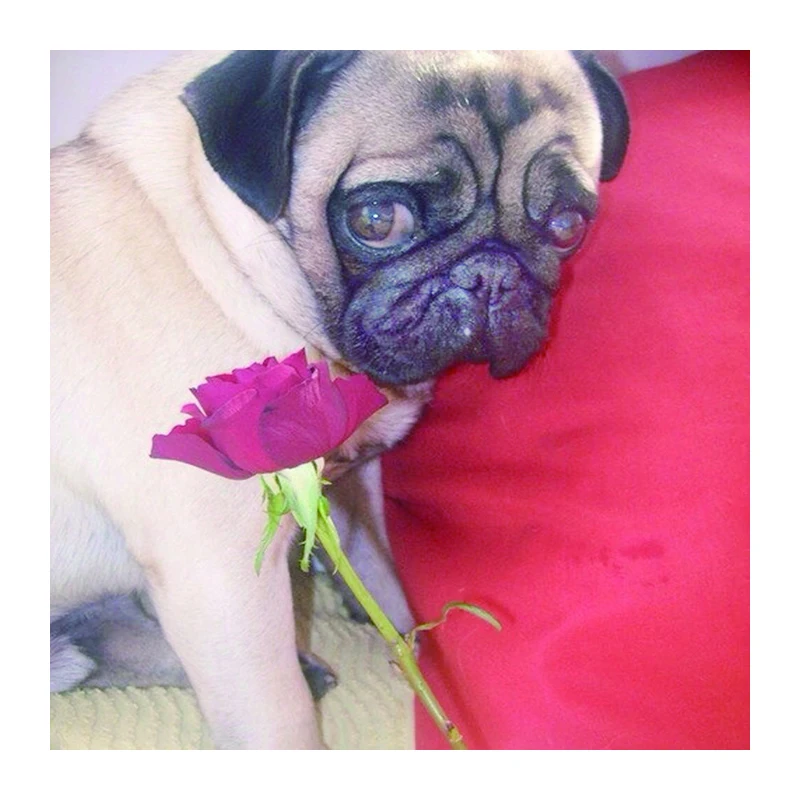 

5D Diy diamond painting cross stitch "Romantic puppy" Full Round Diamond embroidery Needlework Rhinestone Mosaic Crafts 1120