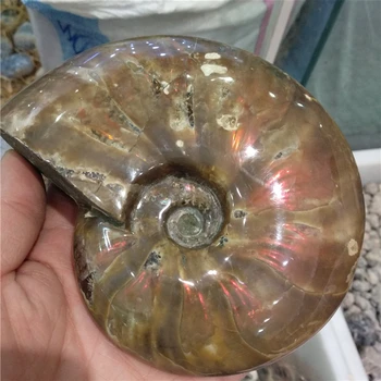 

DHX SW big size natural colorful conch shell fossil gemstone specimen of Madagascar