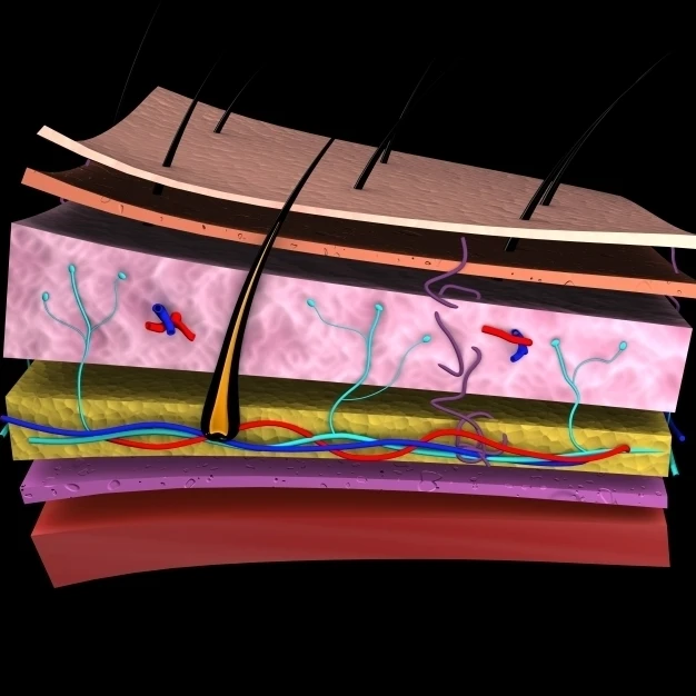 Conceptual image of the layers of human skin Poster Print (36 x 22)