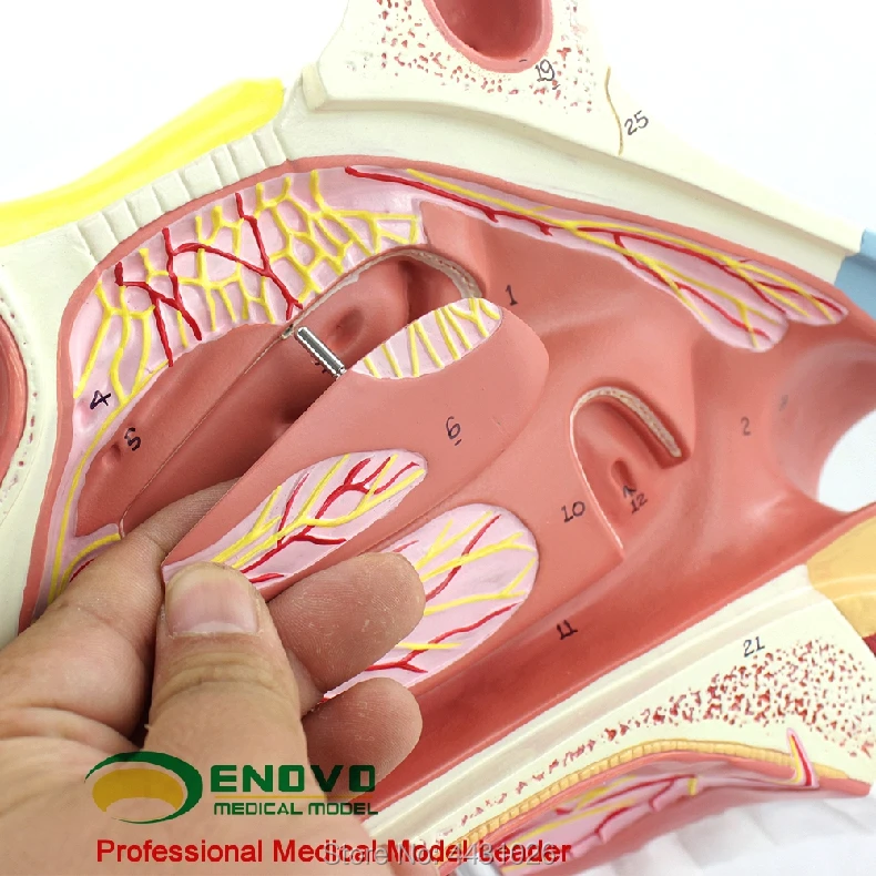 ENOVO медицинская модель носовой анатомии для носа уха и горла респираторная хирургическая эндоскопическая ринопластика