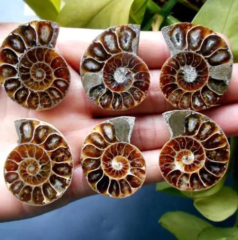 

Rainbow!! 3pairs of Split Ammonite Fossil Specimen Shell Healing Madagascar