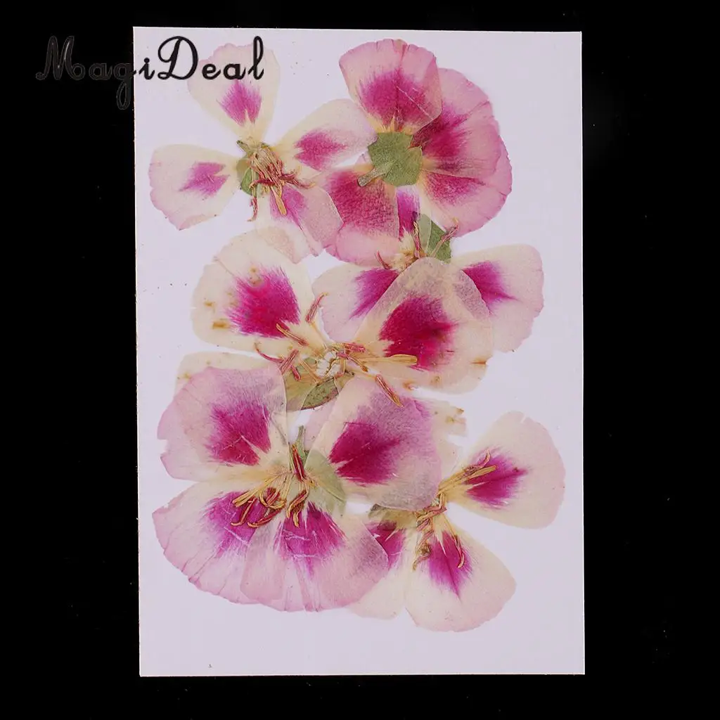 6x Natural Pressed Real Dried Flower Specimen for Jewelry Making Resin Casting DIY Craft Scrapbook Embellishment 4-7cm