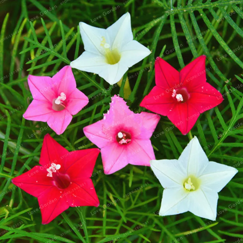 

50 PCS Quamoclit Pennata Bonsai CypressVine Flower Climb Plant Bonsai Flower Climb Plant DIY Home Garden