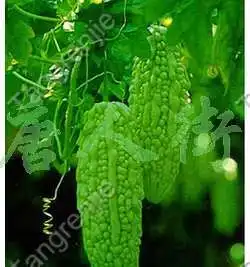 Pure Nature Bitter Melon Extract Bitter Melon P.E.Powder Charantin To The World bitter gourd p e bitter melon extract with 10% charantin