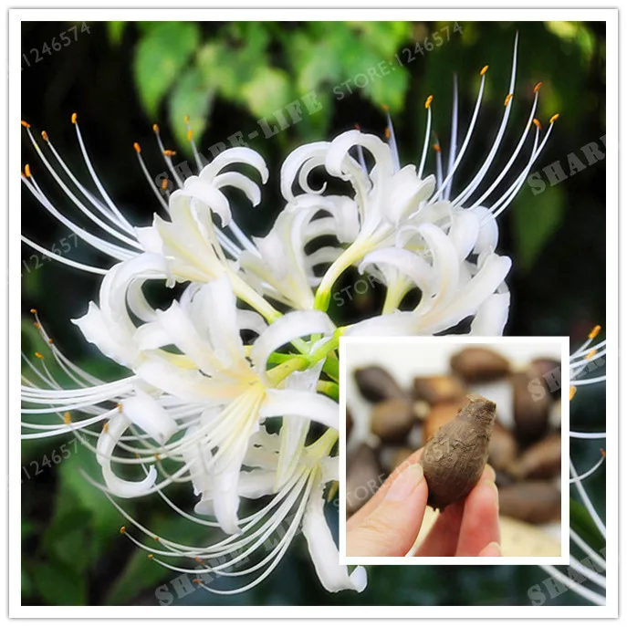 

Rare White Lycoris Radiata Bulbs Bonsai Potted Plants Planting Seasons Indoor Bonsai Plant For Home Garden-2 Bulbs