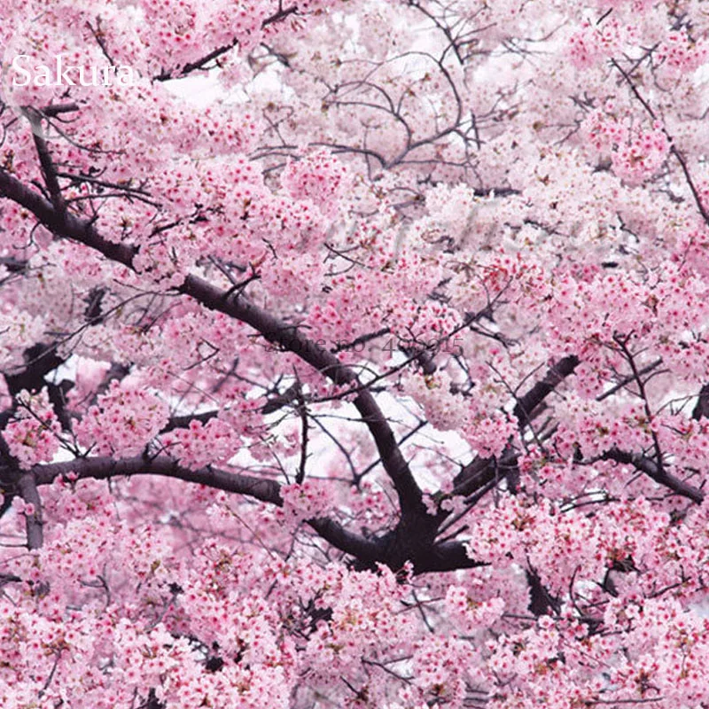Cherry blossom wife asian Cherry blossom wife asian