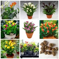 Flower-Bulbos-5-Pcs-Bonsai-Colorful-Calla-Lily-Bulbs-Rare-Plants-Flowers-Home-Gardening-DIY-Flower.jpg_200x200