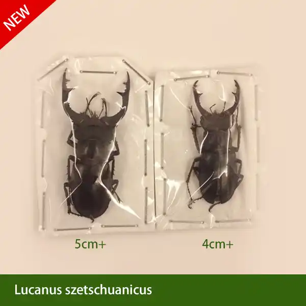 四川マウンテン スペード鎧を カブトムシ標本昆虫標本a1品質で は新しい年 Specimen Shell A1 Printera1 Case Aliexpress
