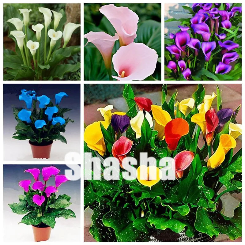 

100 Pcs Calla Lily bonsai,Rare Plants Flowers,Room Flowers Rhizome Zantedeschia Aethiopica, Bonsai Houseplants Home Garden Palnt