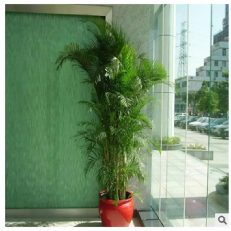 5 Pcs Chrysalidocarpus Lutescens Areca Plants Bonsai Home Decor Palm Houseplant Indoor Plants Butterfly Palm Bonsai Air Plants 5 Pcs Chrysalidocarpus Lutescens Areca Plants Bonsai Home Decor Palm Houseplant Indoor Plants Butterfly Palm Bonsai Air Plants