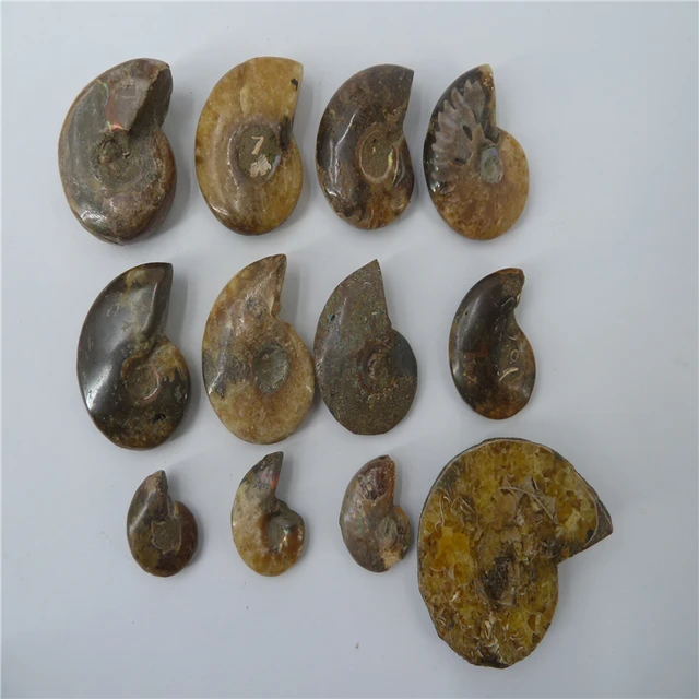Cheap 12PCS  NATURAL Conch fossil Crystal   HEALING T1123 Cheap 12PCS  NATURAL Conch fossil Crystal   HEALING T1123