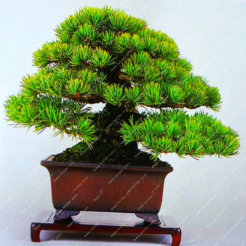 

100 Pcs Very Rare Premium Pinus Green Plants Bonsai Package Pine Maple Bonsai DIY Home Garden Combined