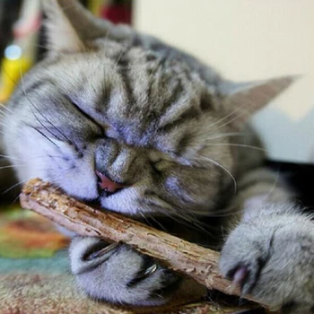 

5pcs Cat Cleaning Teeth Natural Catnip Pet Cat Molar Toothpaste Stick Actinidia Fruit Silvervine Cat Snacks Sticks