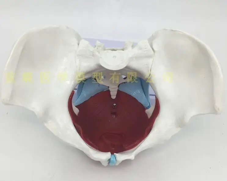 Женский Искусственный таз и таз пол модели с мускулами Анатомия человека кости спецодежда медицинская обучение образцы