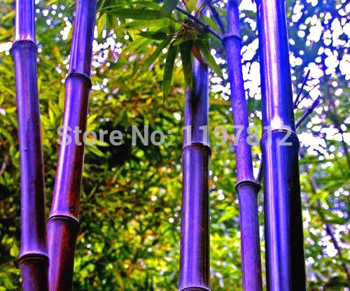 

Promotion!!! 50pcs Set Factory Wholesale Fresh Bamboo Plantas Zizhu Plants Multi Color Purple Bamboo Free Shipping
