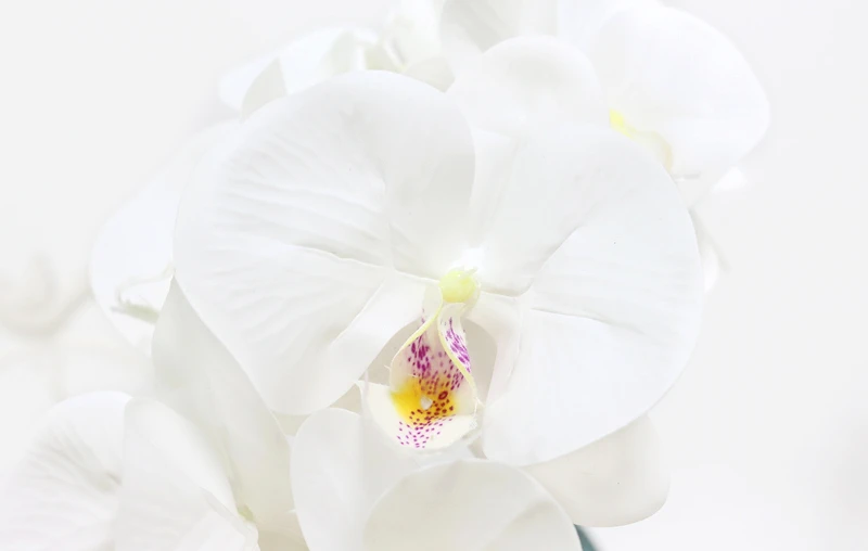 Artificial Orchid Flowers Real Touch Artificial Butterfly Orchid flores artificiales Wedding decoration home Festival Decoration (26)