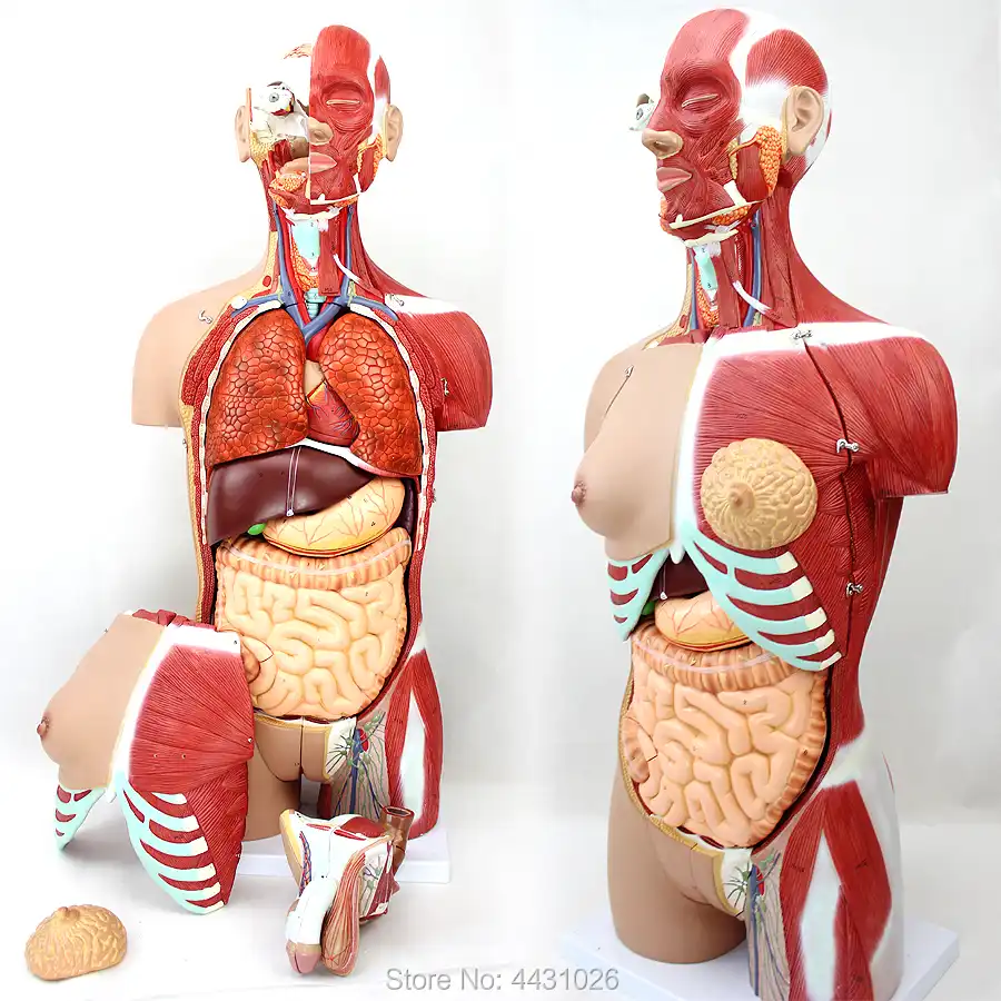 Enovo 解剖モデル解剖学の身体器官の 85 センチメートル人間の臓器のシステム Medical Science Aliexpress