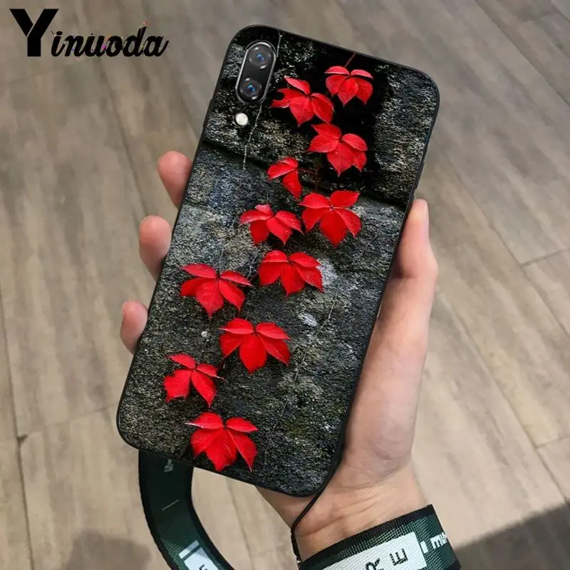 Deciduous maple leaf