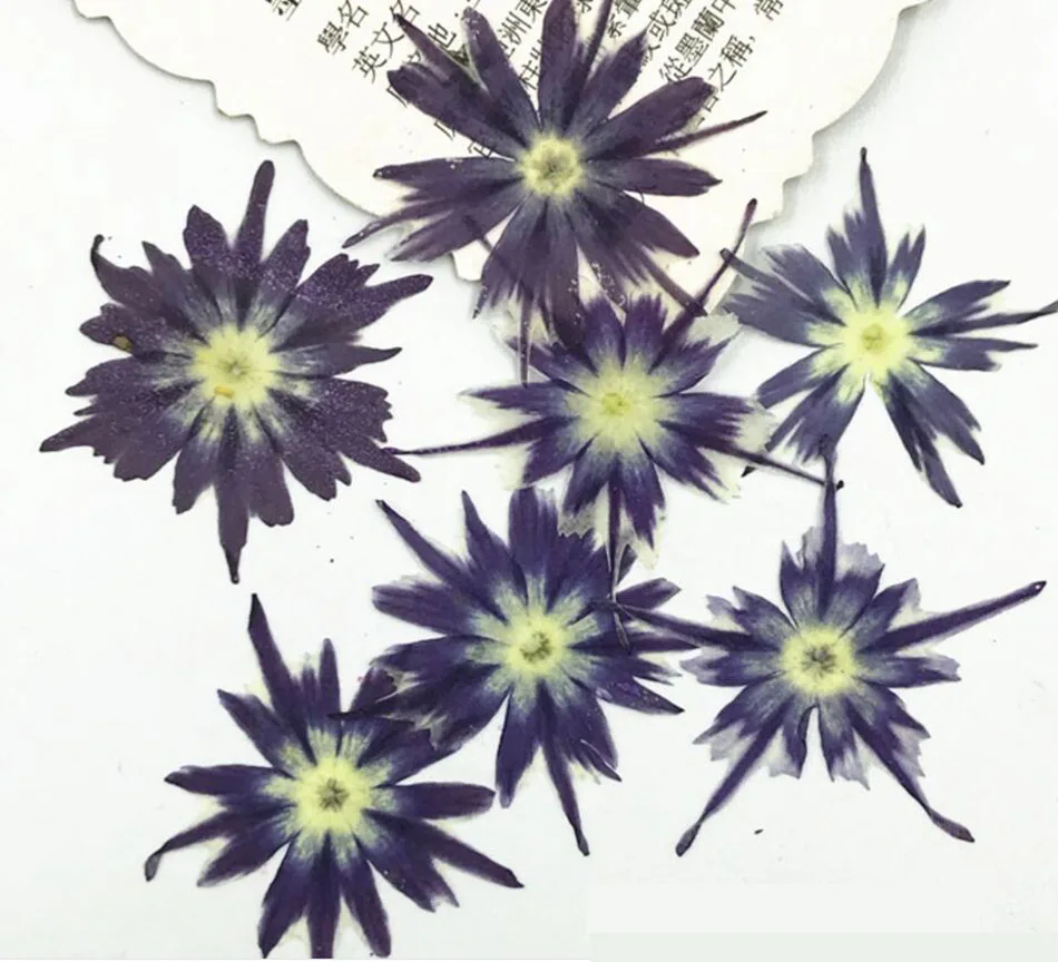 

120pcs 2-3cm Pressed Dried Phlox Subulata Flower Plant Herbarium For Jewelry Bookmark Phone Case Invitation Card Making DIY
