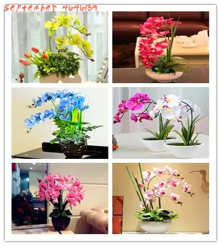 

Big Sale Orchid 100 Pcs Phalaenopsis Bonsai Perennial Flower Bonsai Home Garden pot plant Four Seasons Plants Bonsai Flowers