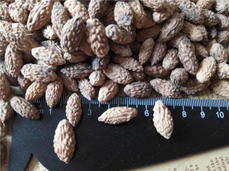 jujube seeds for sale