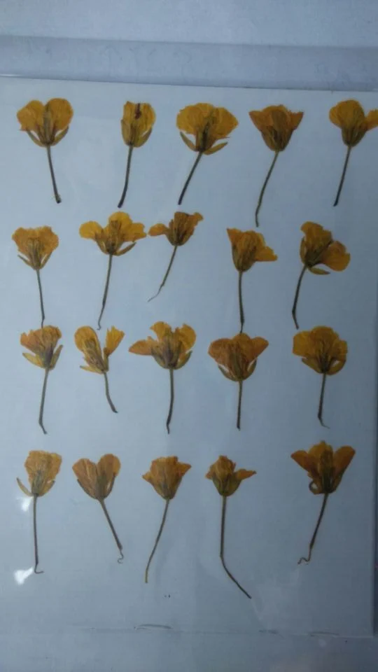 Бесплатная доставка пресс цветок сушеный DIY Материал canola продажа 1 лот/10 сумок |
