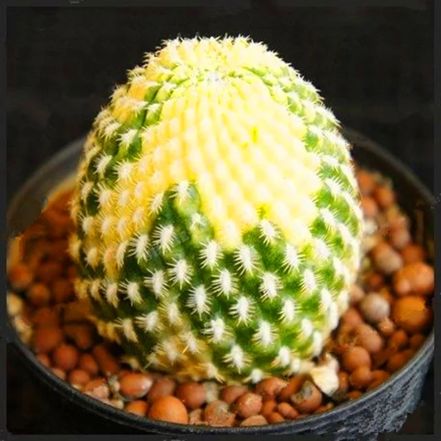 200PCS The Best-Selling! 8 Kinds Of Mixed Juicy Cactus Seed Plants Bonsai Plant Homes Gardening Flower Pots Balcony Flower Seeds