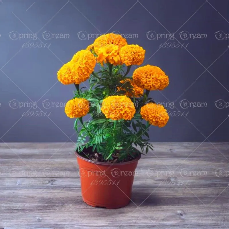 

100pcs/bag Marigold Bonsai Tagetes erecta flower beautiful indoor flowering potted plants for home garden flower bonsai plants