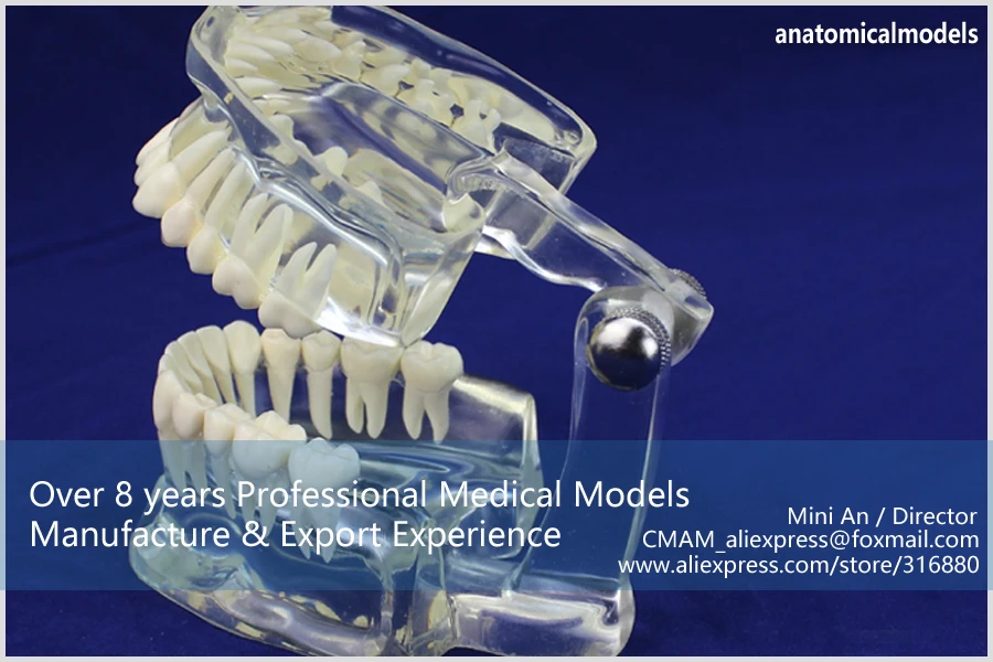 12571 cmam-dental11 реального Размеры 1:1 Прозрачный взрослых зубной модели, Медицинские товары учебных анатомические модели