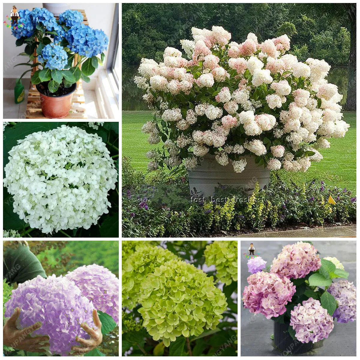 30Pcs Hydrangea Bonsai Multi Color Flower Potted Plants Jardin Bonsai