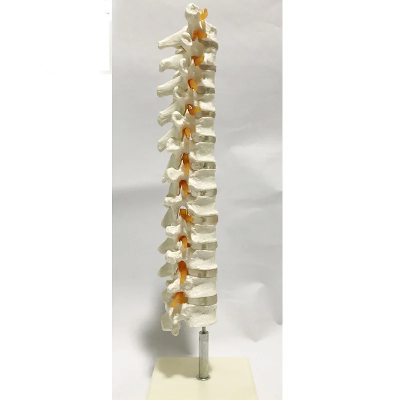 12 грудного позвонка модель с спинного мозга и грудной нервов модели Спецодежда медицинская учебные принадлежности