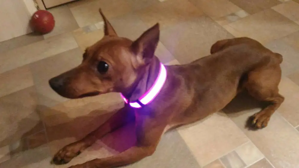 PD32 USB Перезаряжаемый светодиодный нейлоновый ошейник для домашних животных, светящийся мигающий ошейник для собак, кошек, светодиодный светящийся ошейник для маленьких собак