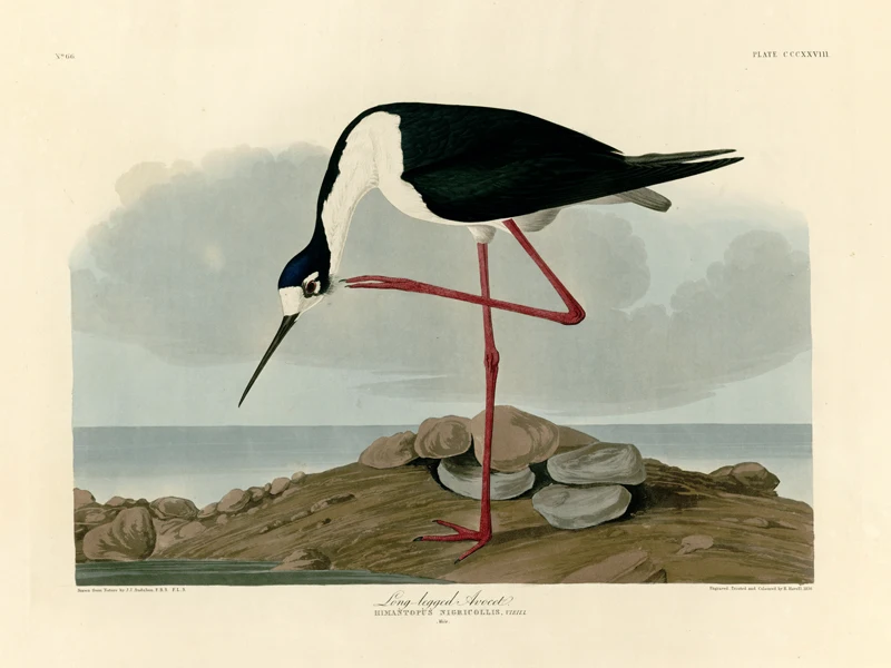 AD-328_Long-legged_Avocet V3040